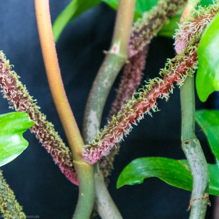 Philodendron Squamiferum