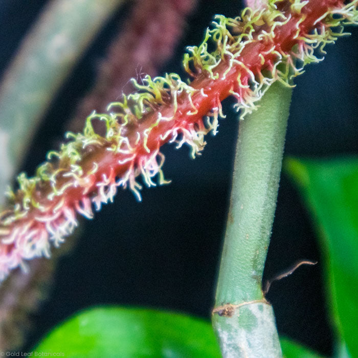 Philodendron Squamiferum