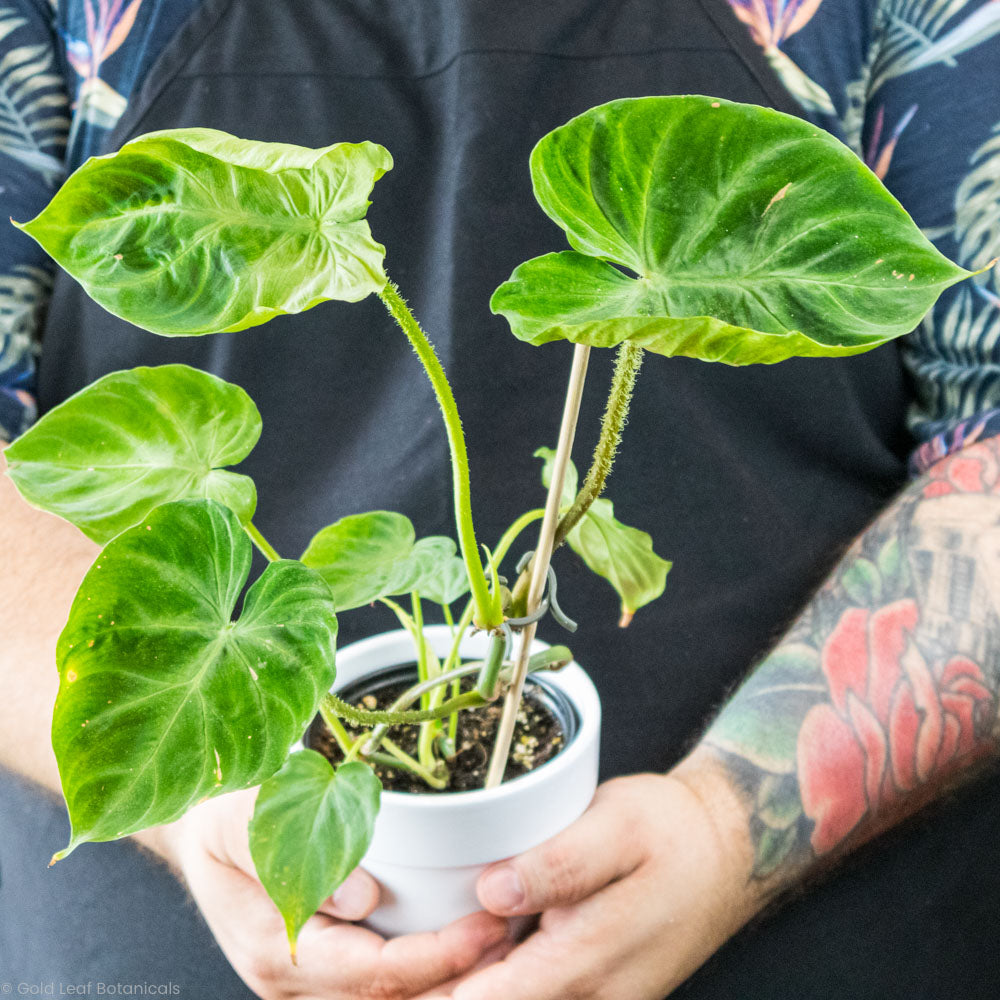 humidity for philodendron Philodendron Verrucosum Care