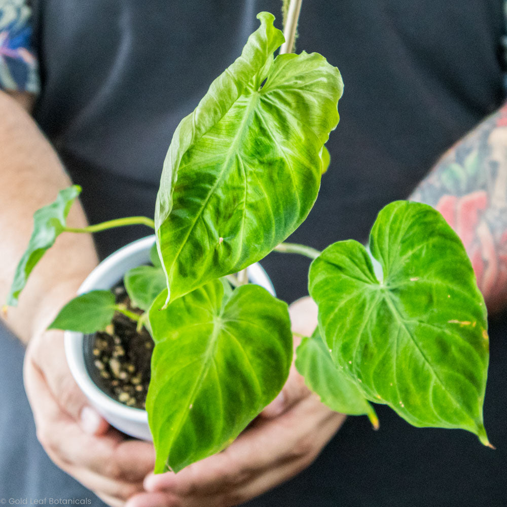 Philodendron Verrucosum Light