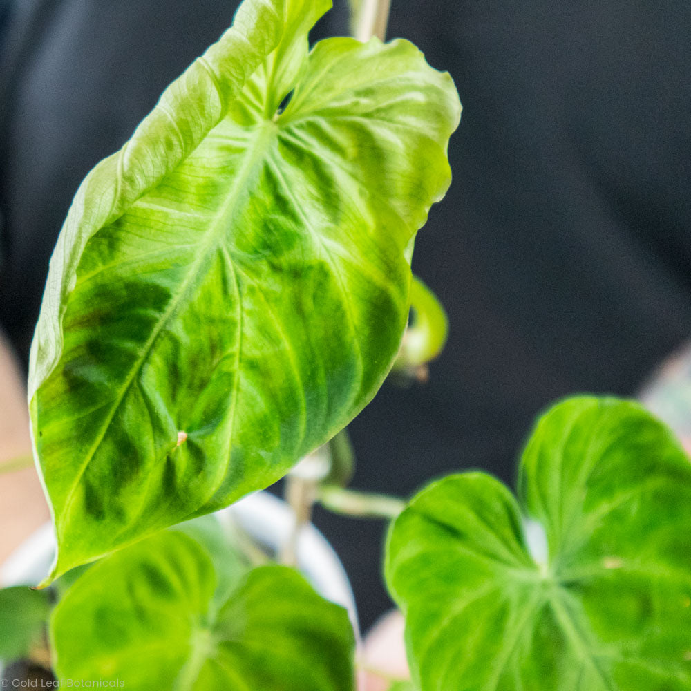 Philodendron Verrucosum Sun