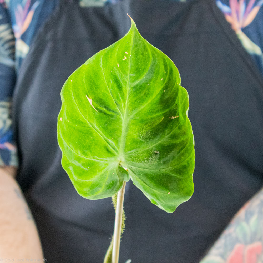 Philodendron Verrucosum Water