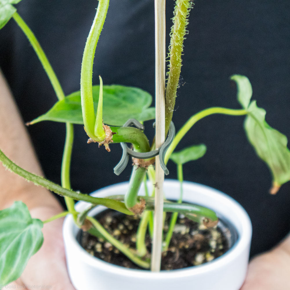 Philodendron Verrucosum Soil