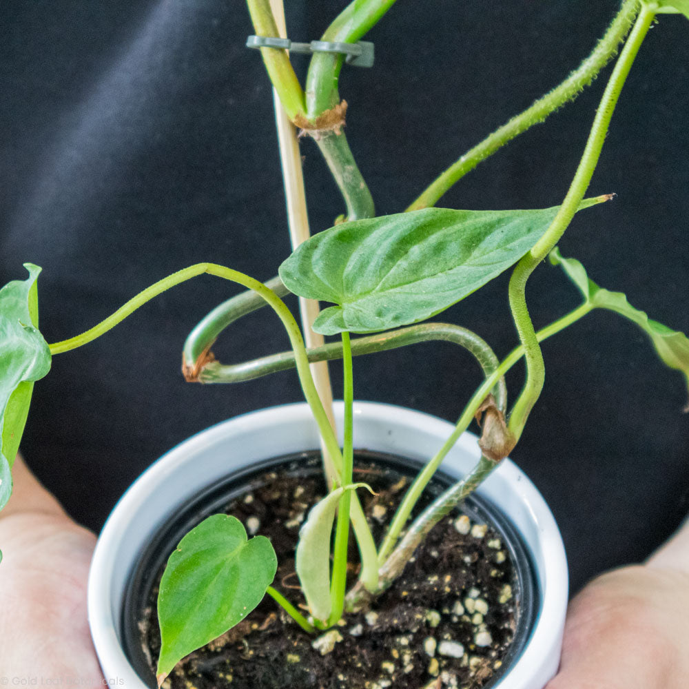 Philodendron Verrucosum Humidity