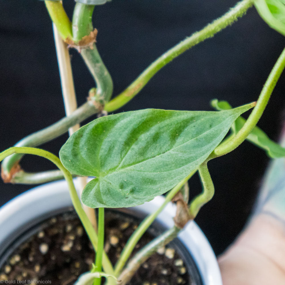 Philodendron Verrucosum growing