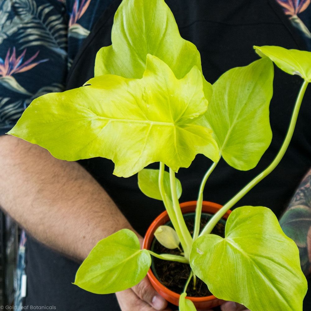 philodendron warscewiczii green Philodendron Warscewiczii Care Guide