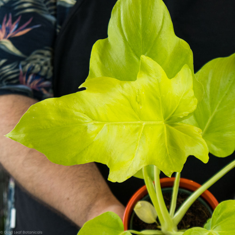 Philodendron Warscewiczii