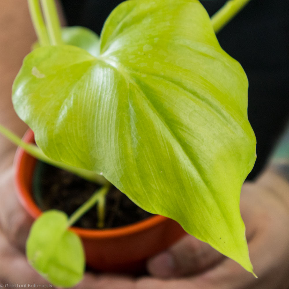 Philodendron Warscewiczii