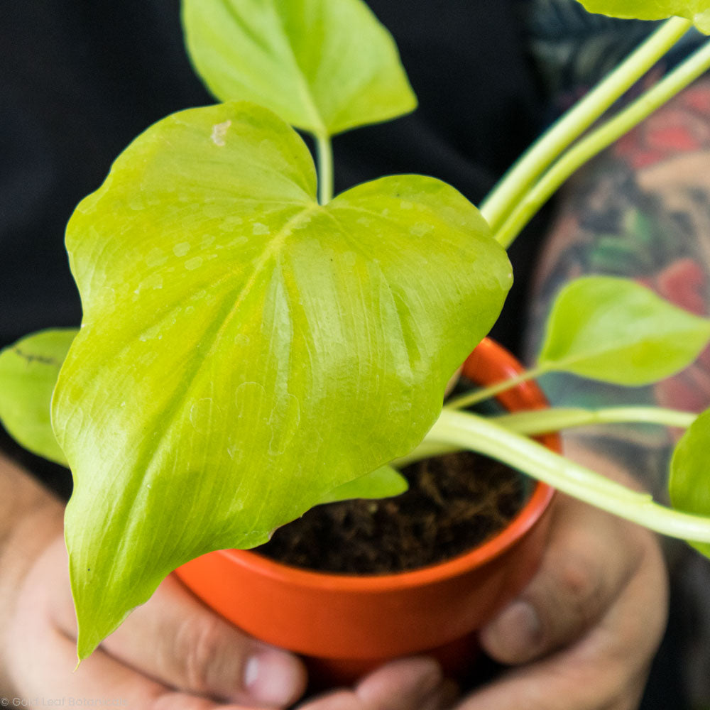 Philodendron Warscewiczii