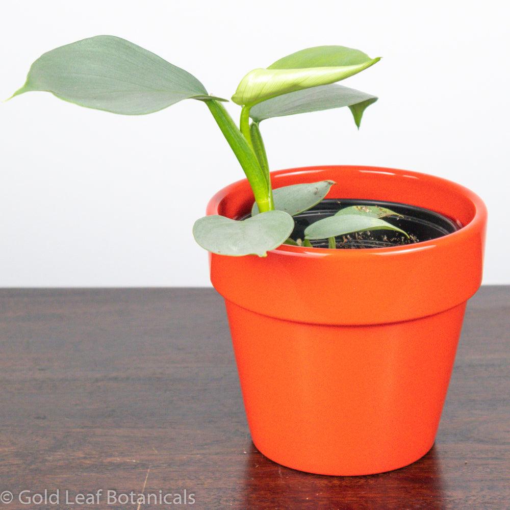 Silver Sword Philodendron - Gold Leaf Botanicals
