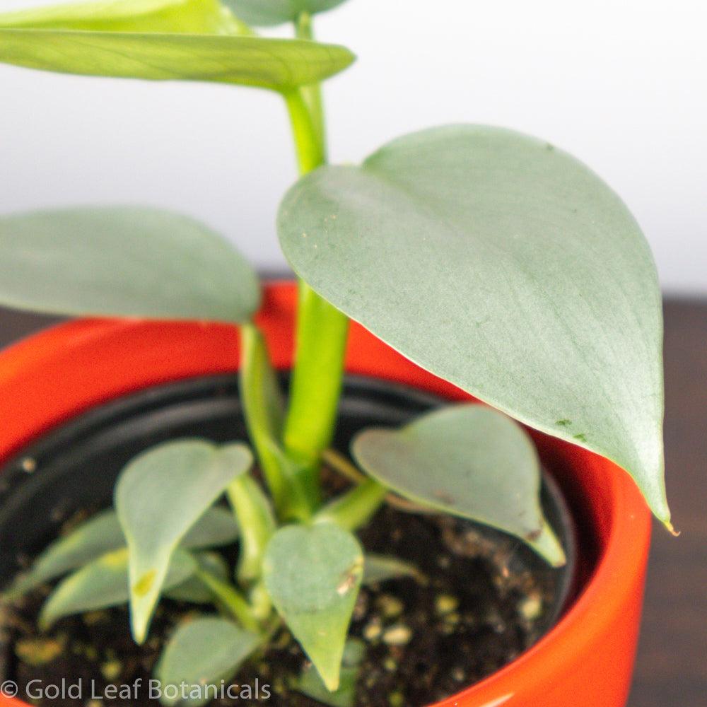Silver Sword Philodendron - Gold Leaf Botanicals