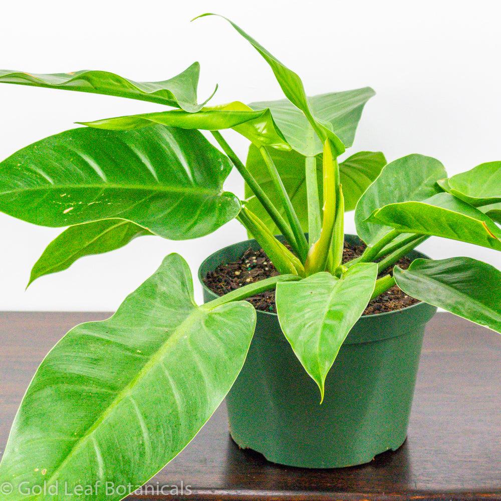 philodendron imperial green giftig Philodendron Imperial Green Care