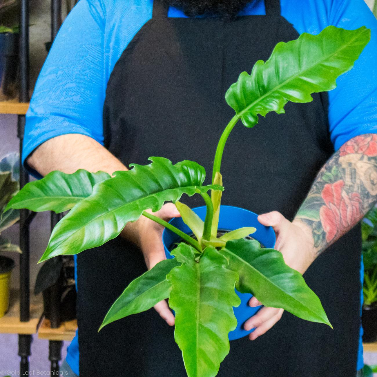 philodendron narrow escape mature Philodendron Narrow Escape Care