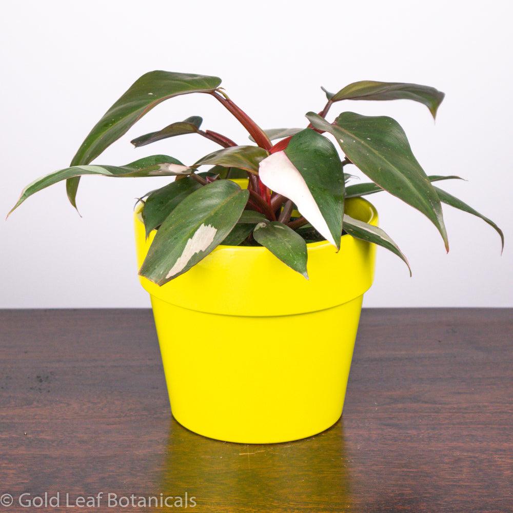 Pink Princess Philodendron