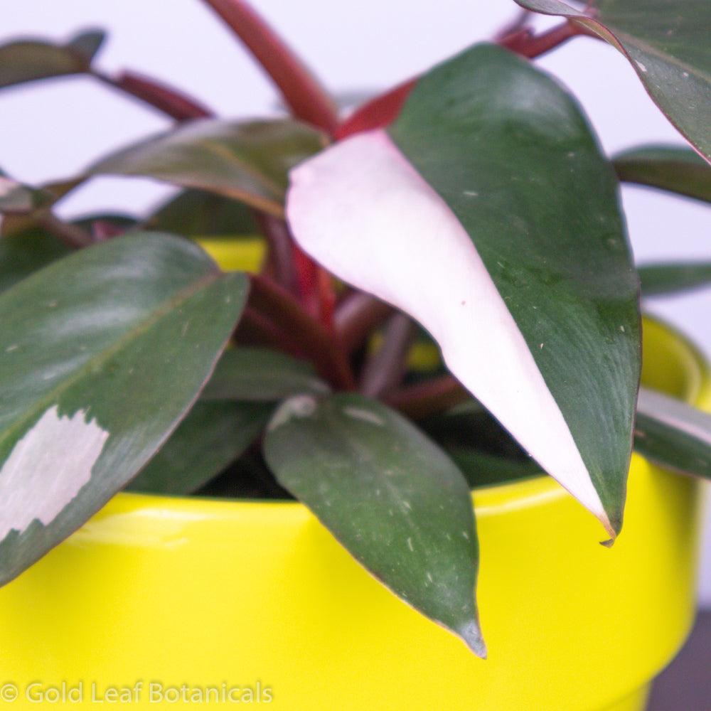Buy a Pink Princess Philodendron