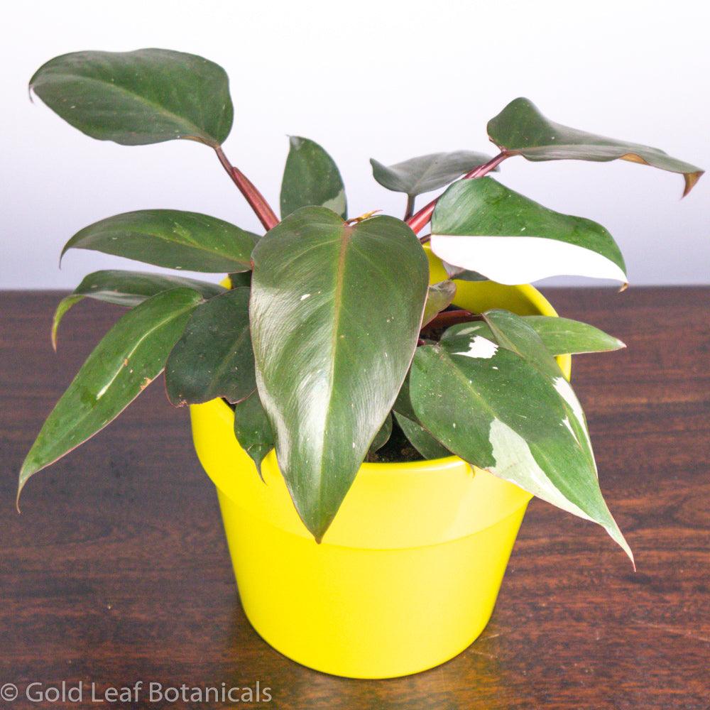 Pink Princess Philodendron For Sale