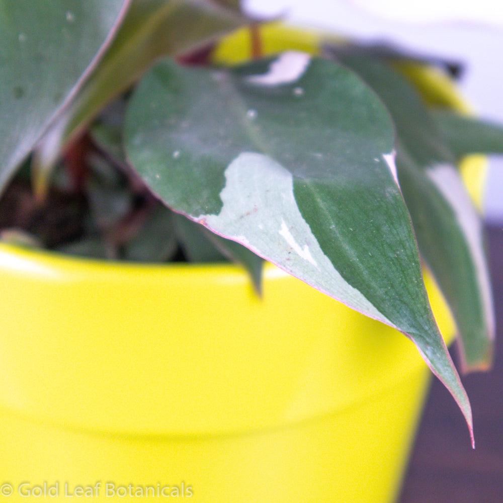 Pink Princess Philodendron Water Requirements