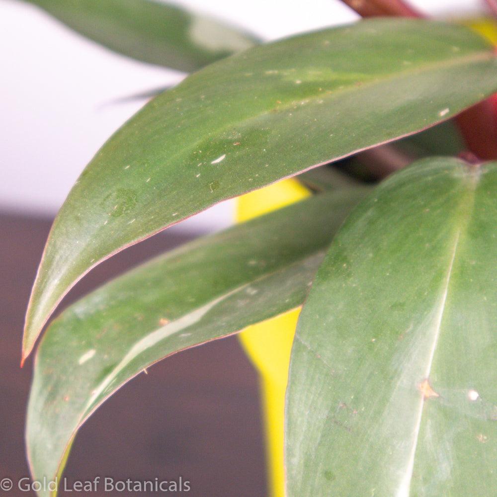 Pink Princess Philodendron Sun Requirements