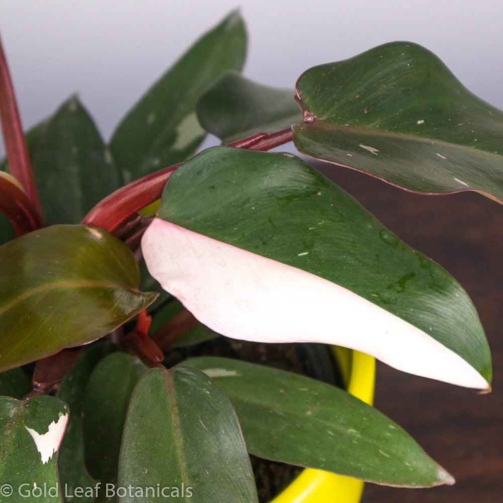 Pink Princess Philodendron Propagation