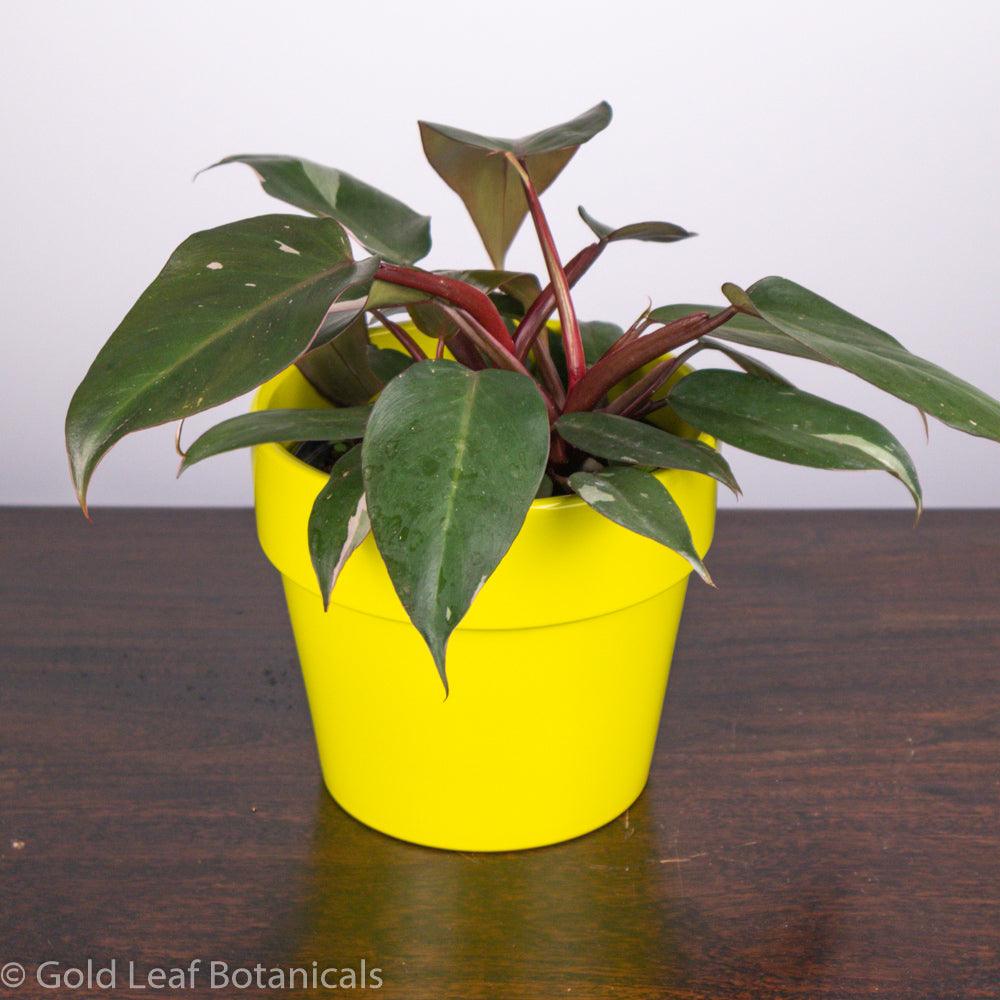 Pink Princess Philodendron Pet Safe