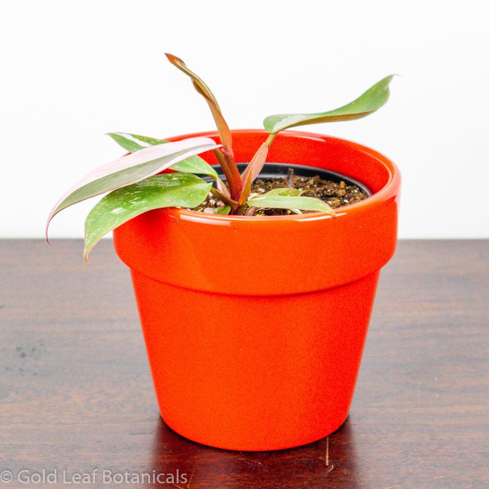 Pink Princess Philodendron For Sale