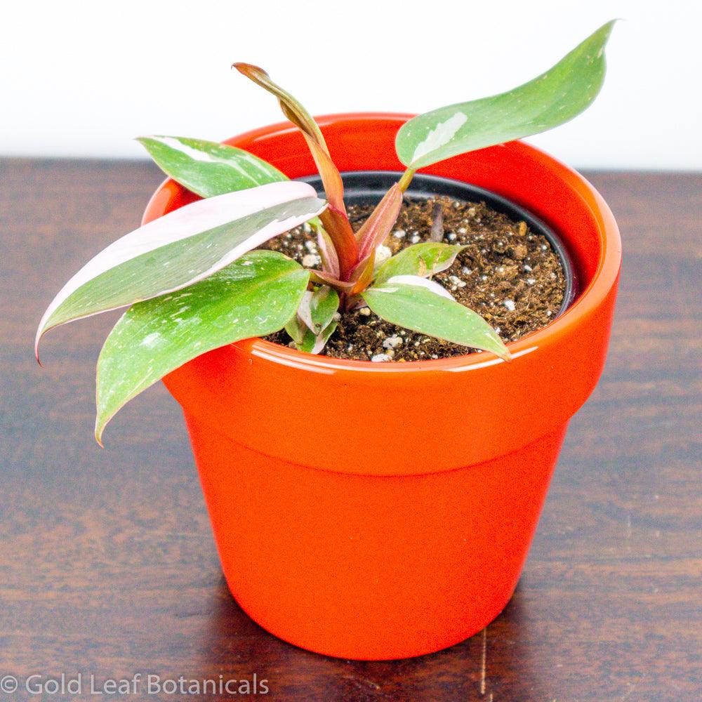 pink princess philodendron canada