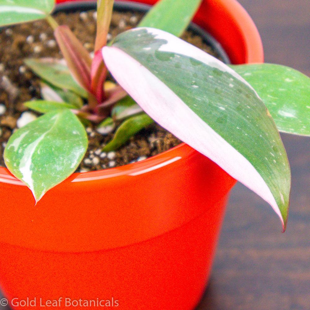 philodendron pink princess canada
