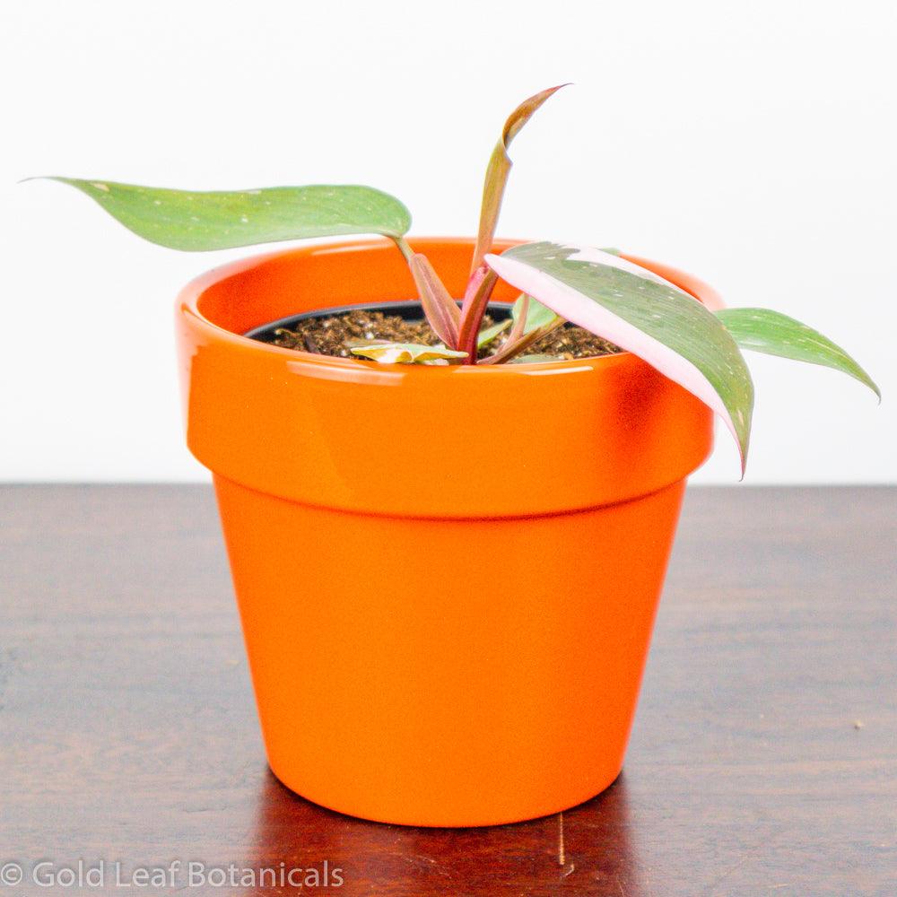 pink princess philodendron for sale