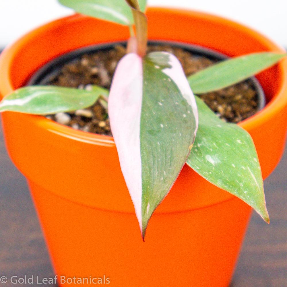 how to propagate philodendron pink princess