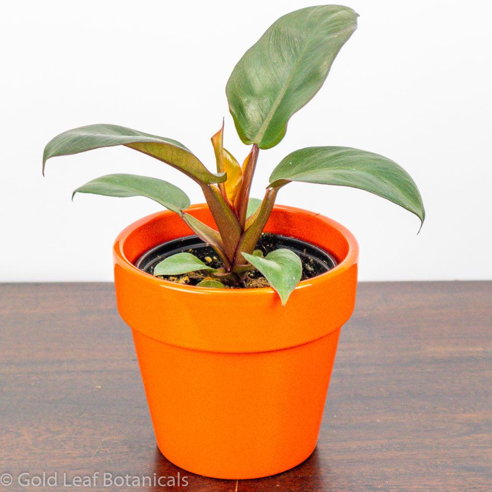 pink princess philodendron indoor care