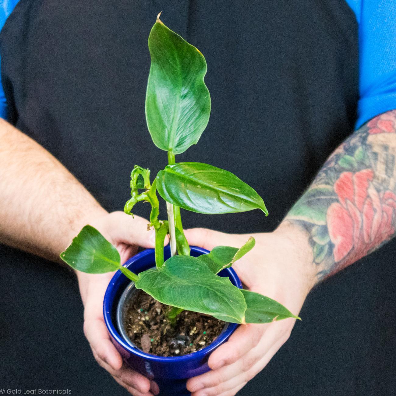 philodendron humidity Philodendron Subhastatum Care