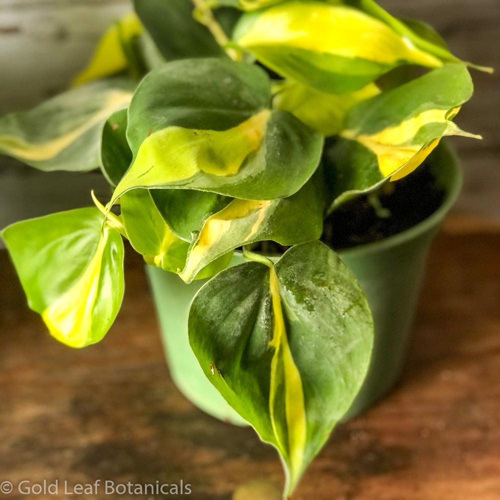 Philodendron Brasil - Gold Leaf Botanicals