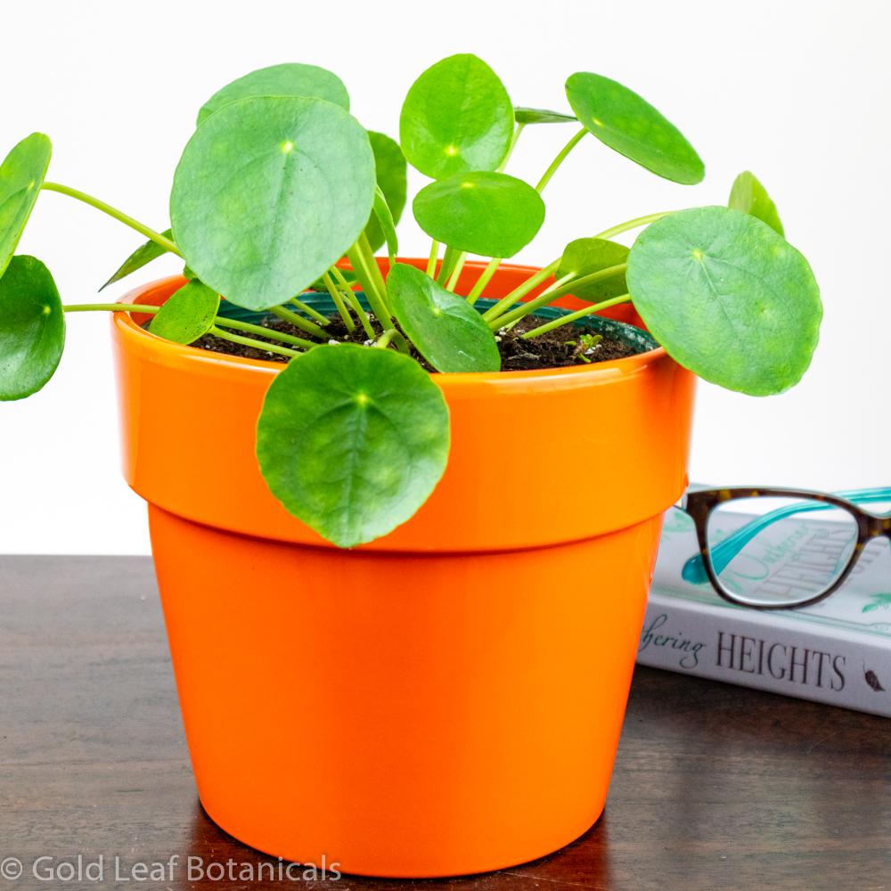 money plant near me Pilea Peperomioides (Chinese Money Plant) Care