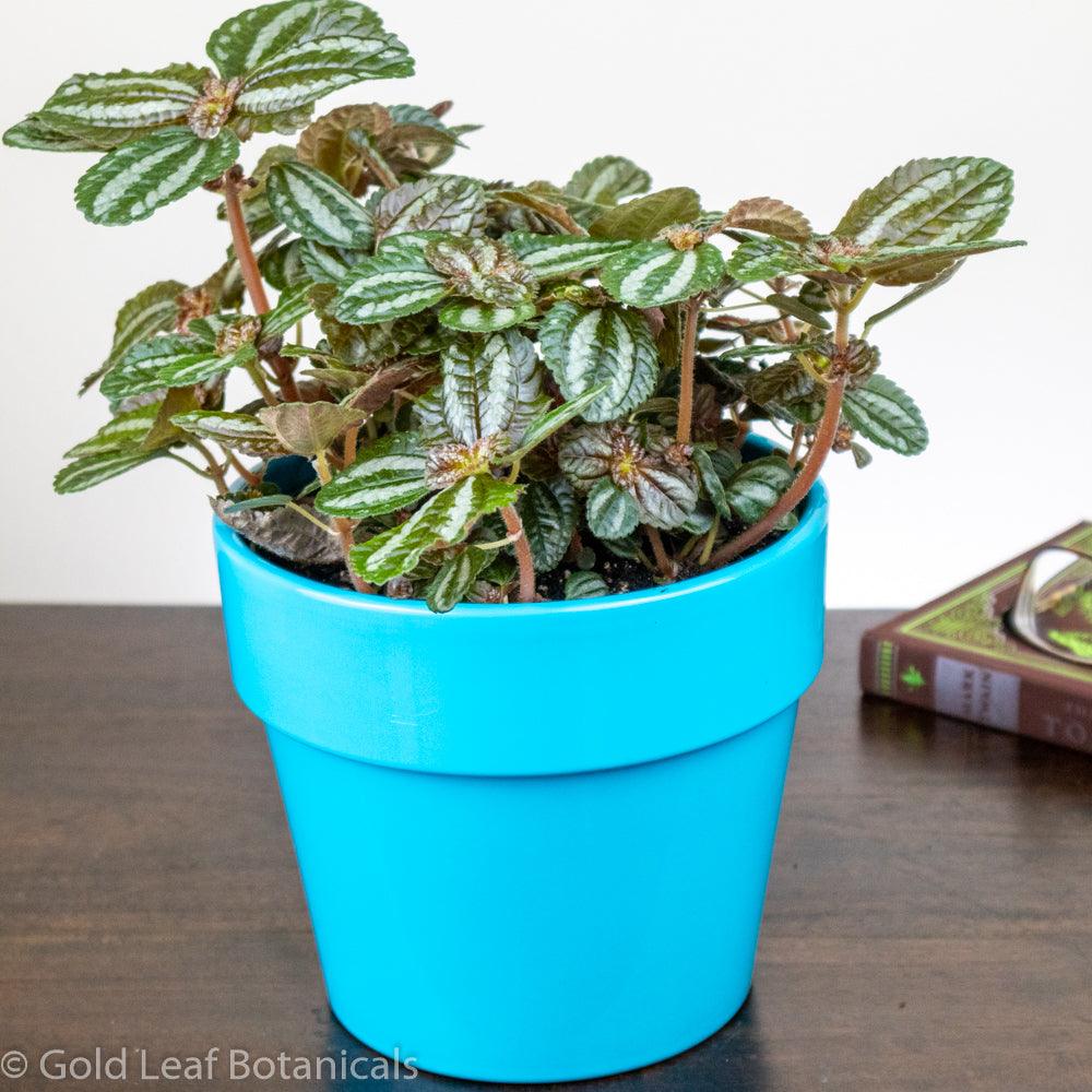 Pilea Spruceana - Gold Leaf Botanicals