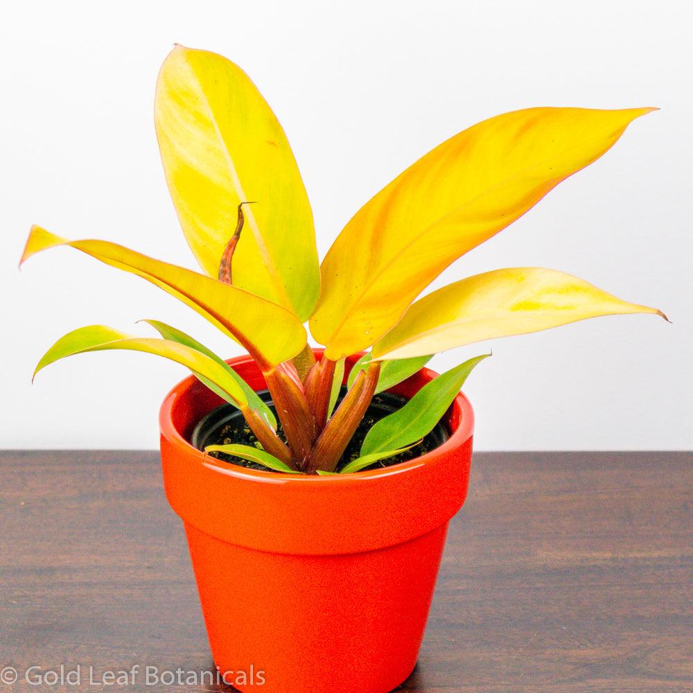 buy a Prince of Orange Philodendron