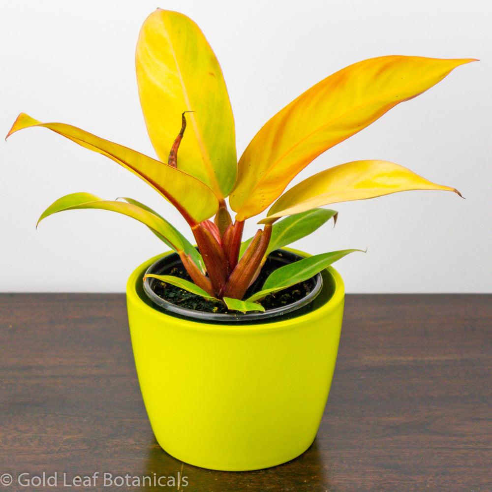 Prince of Orange Philodendron humidity requirements