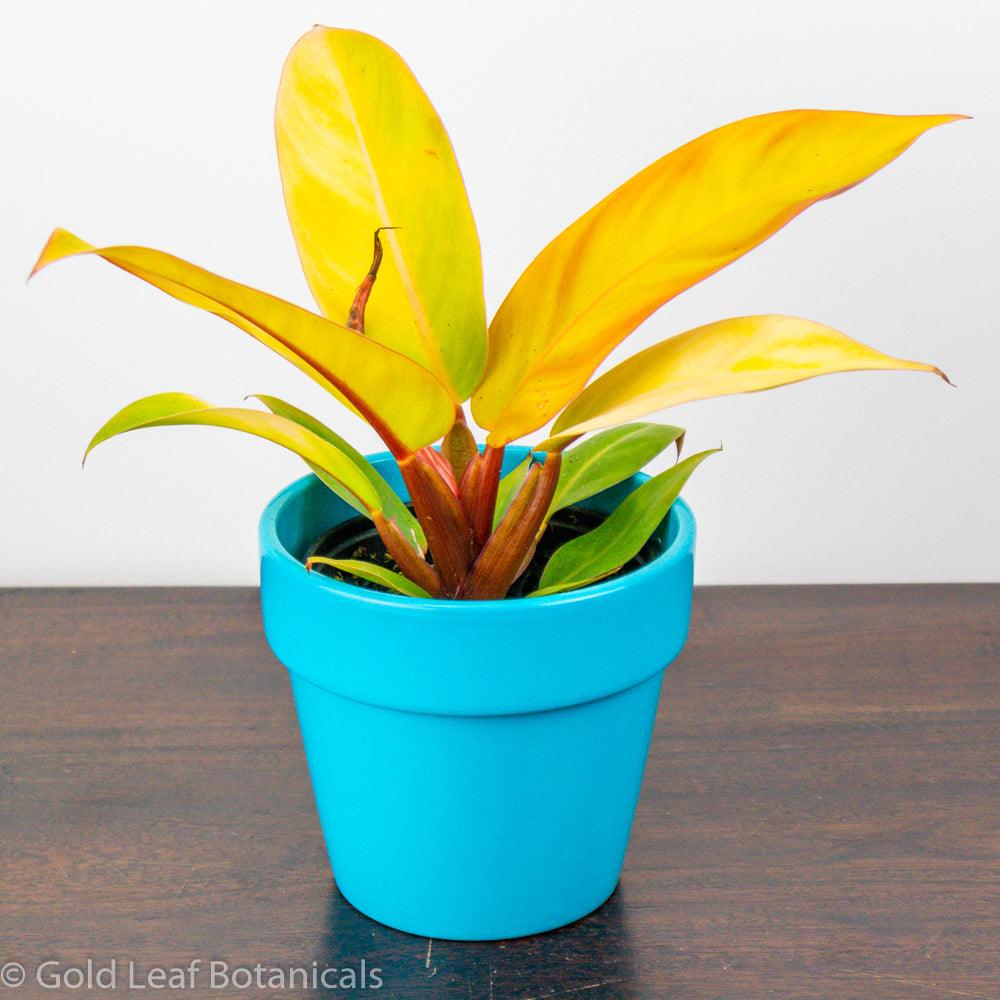Prince of Orange Philodendron propagation