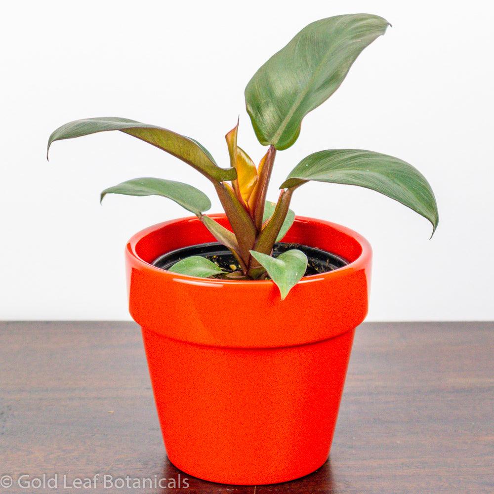 Prince of Orange Philodendron soil requirements