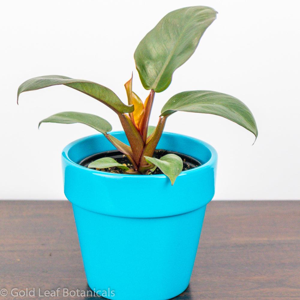 buy a Prince of Orange Philodendron