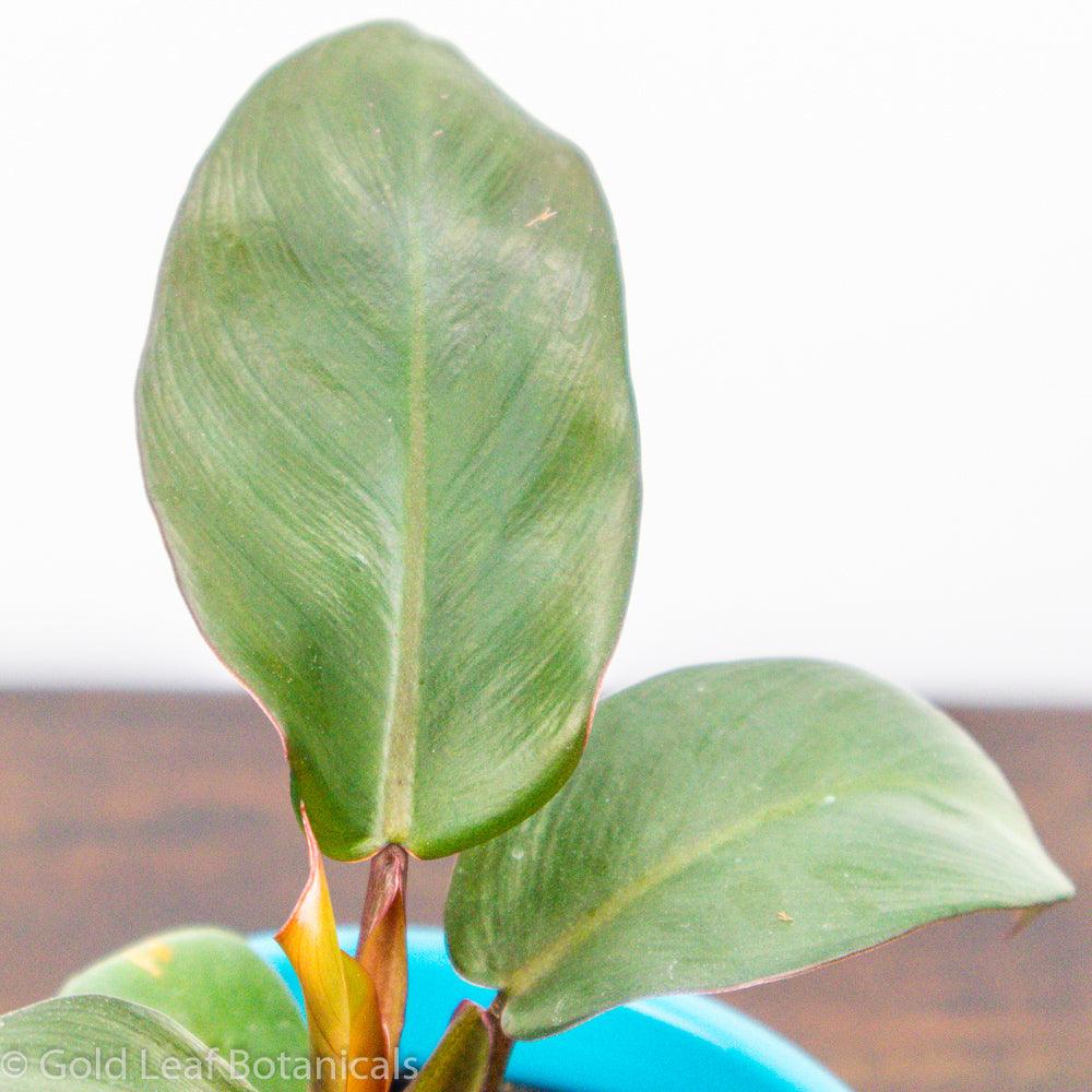Prince of Orange Philodendron water requirements