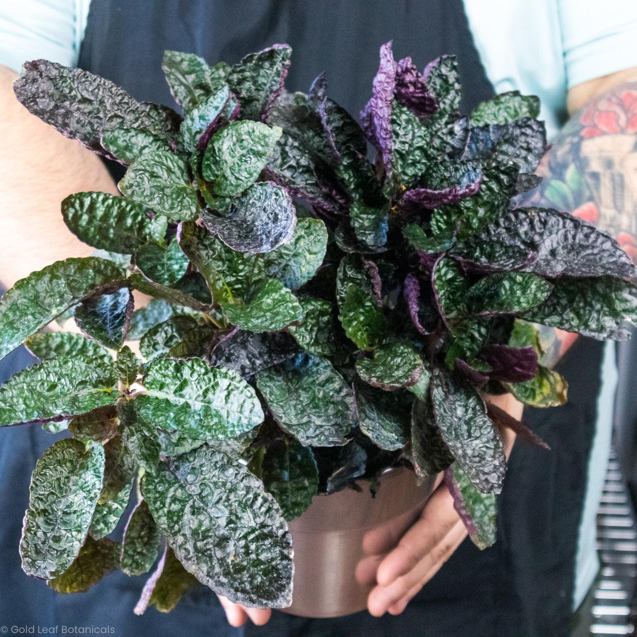 purple waffle house plant Purple Waffle Care
