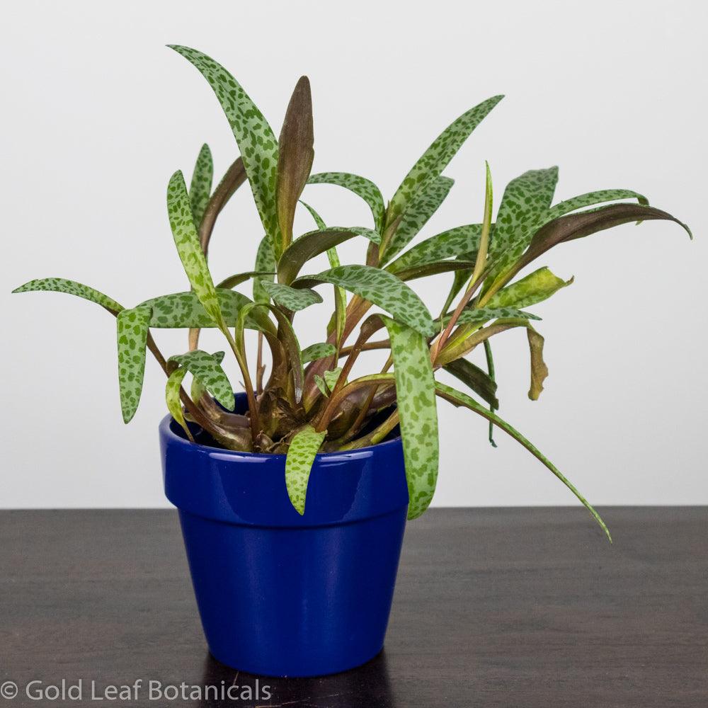 leopard plant indoor Silver Squill / Leopard Lily Care