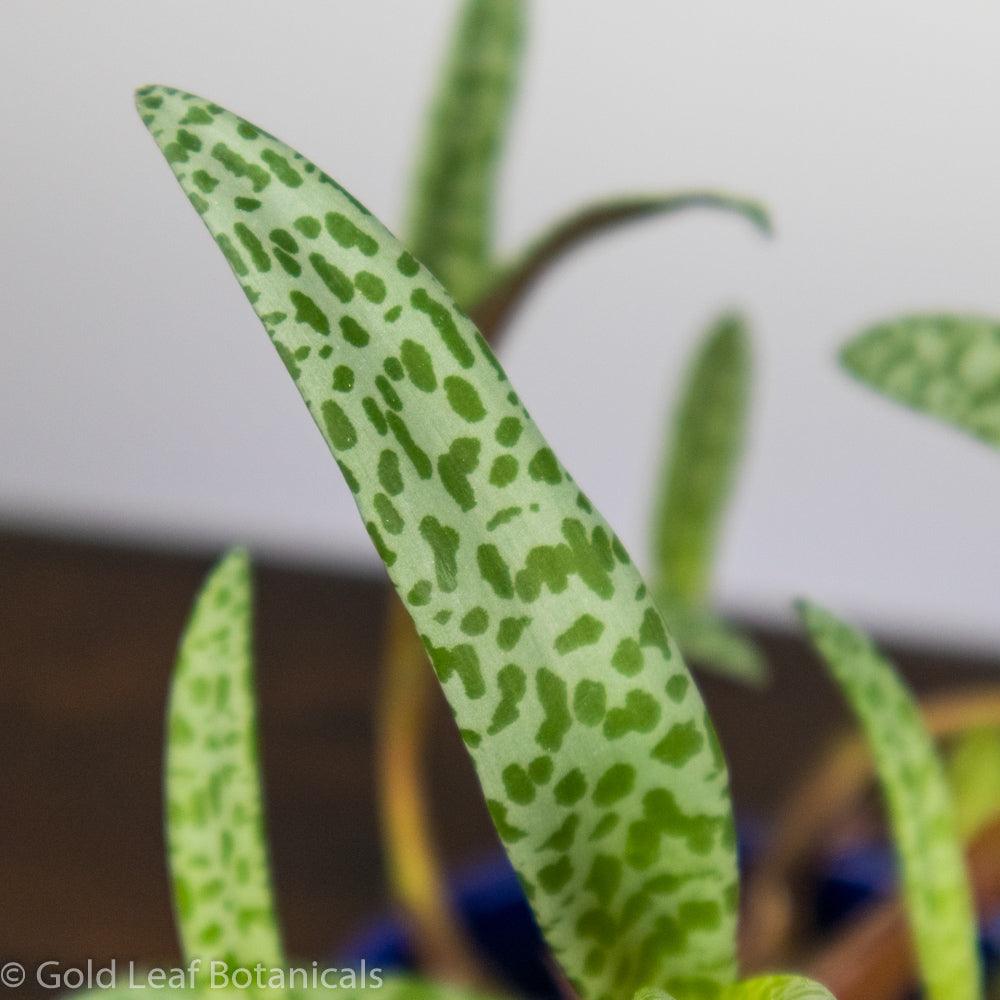 Silver Squill / Leopard Lily - Gold Leaf Botanicals