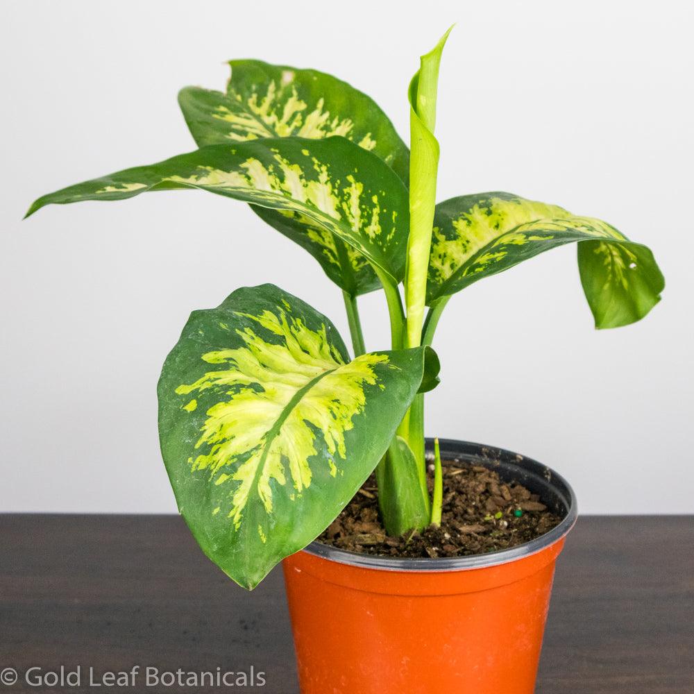 dieffenbachia sol o sombra Dieffenbachia Seguine Tropic Snow Care