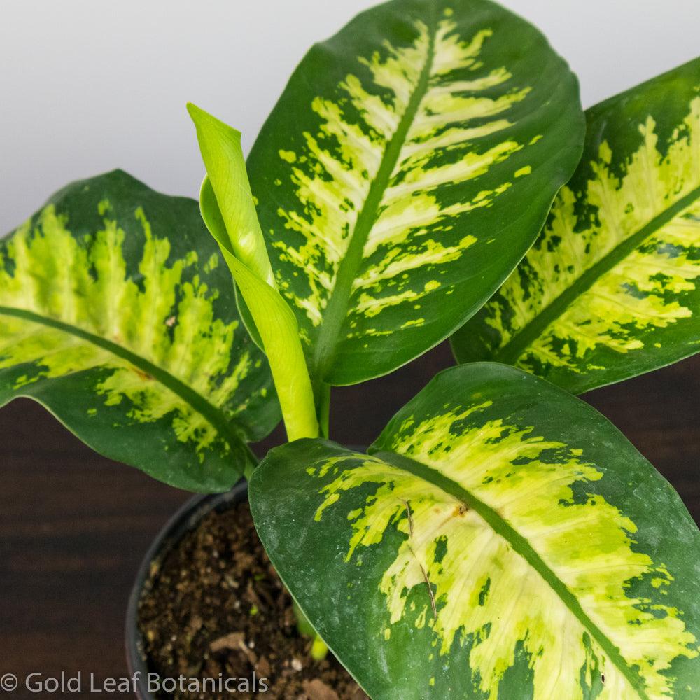 Dieffenbachia Seguine Tropic Snow - Gold Leaf Botanicals