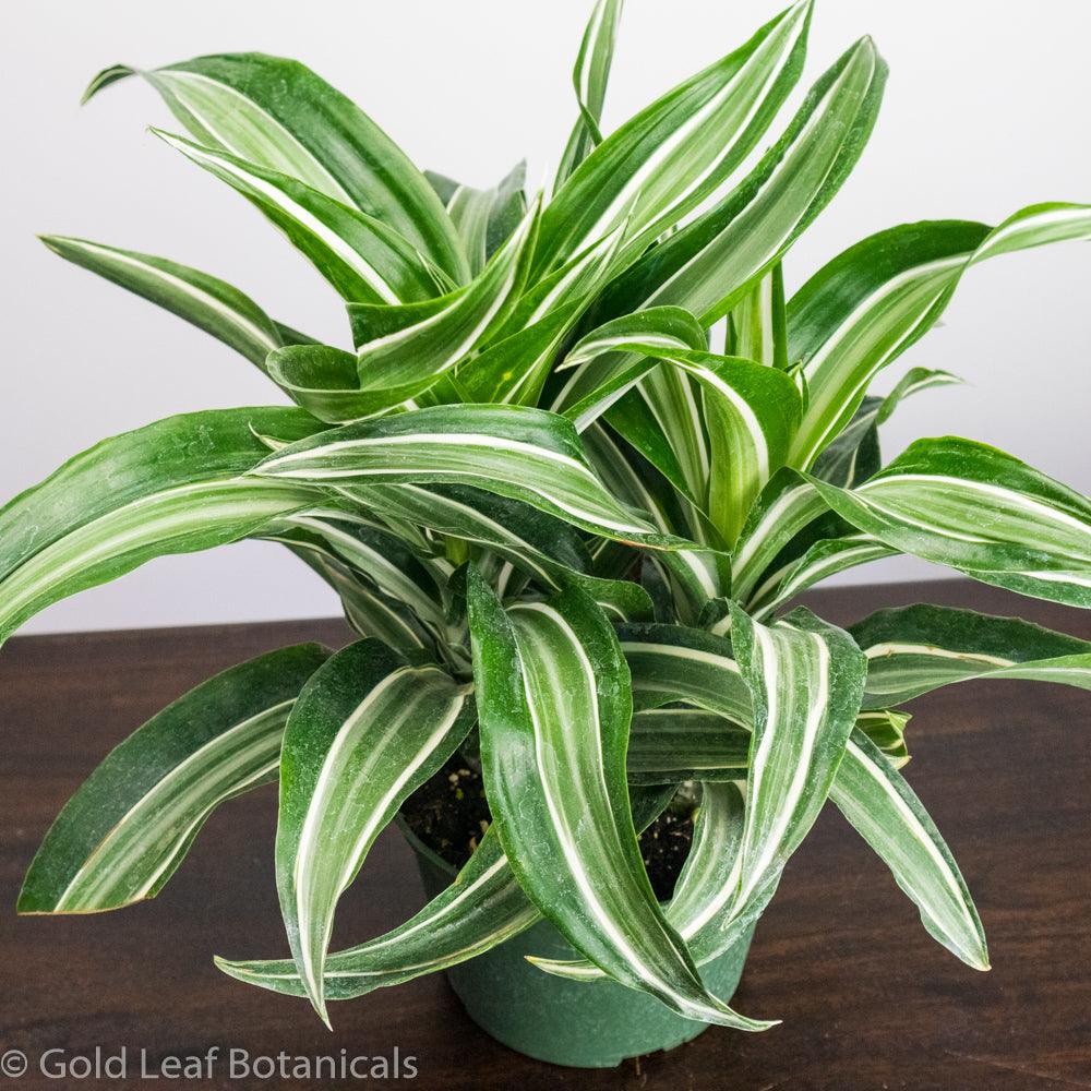 Dracaena Jade Jewel - Gold Leaf Botanicals