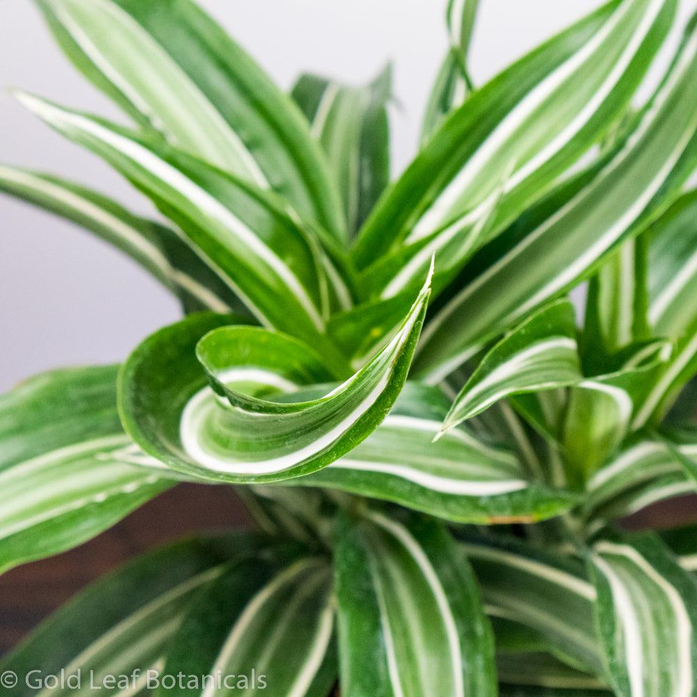 Dracaena Jade Jewel - Gold Leaf Botanicals