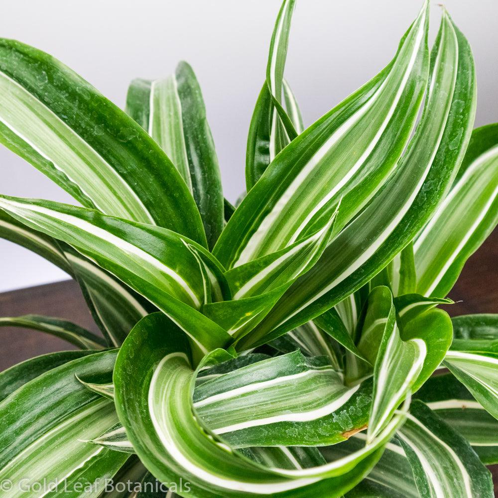 Dracaena Jade Jewel - Gold Leaf Botanicals