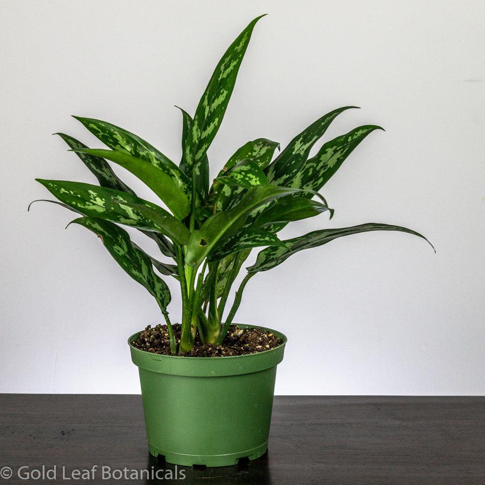 aglaonema water requirements Aglaonema Maria Care