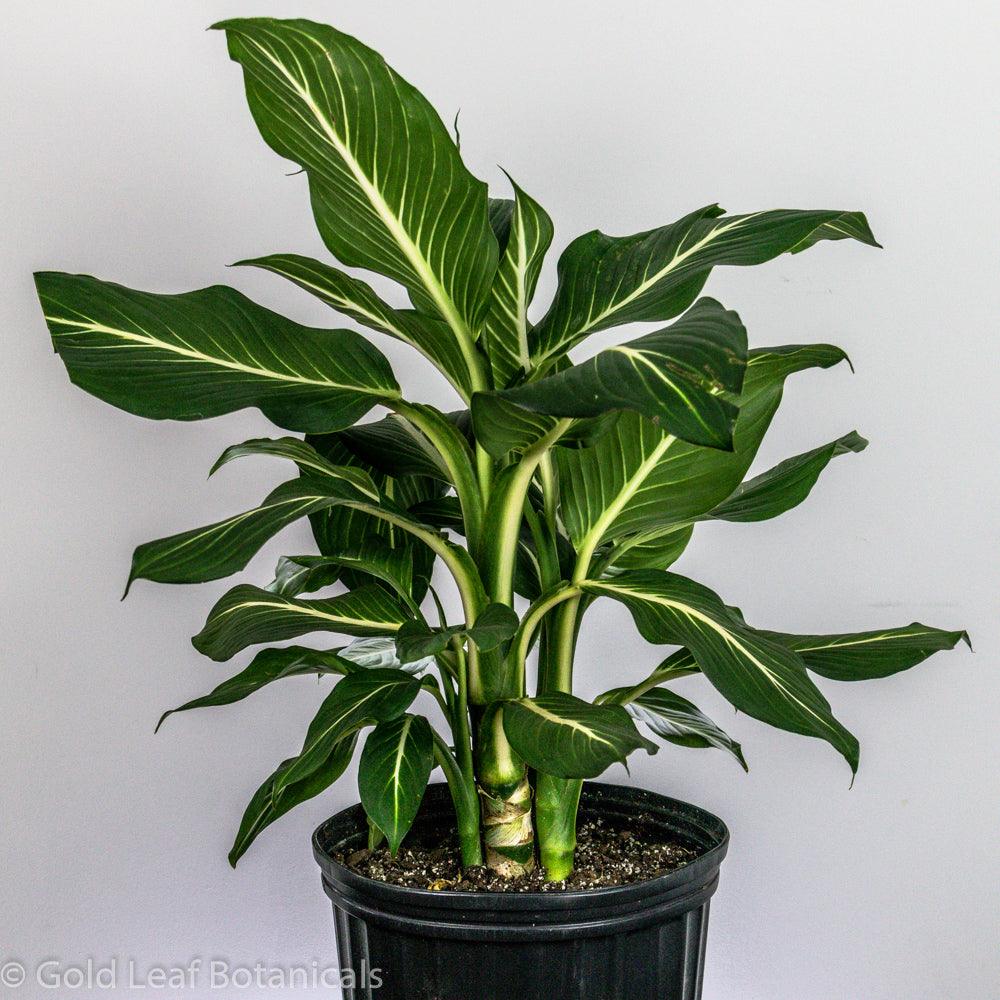 dieffenbachia sterling Dieffenbachia Sterling Care